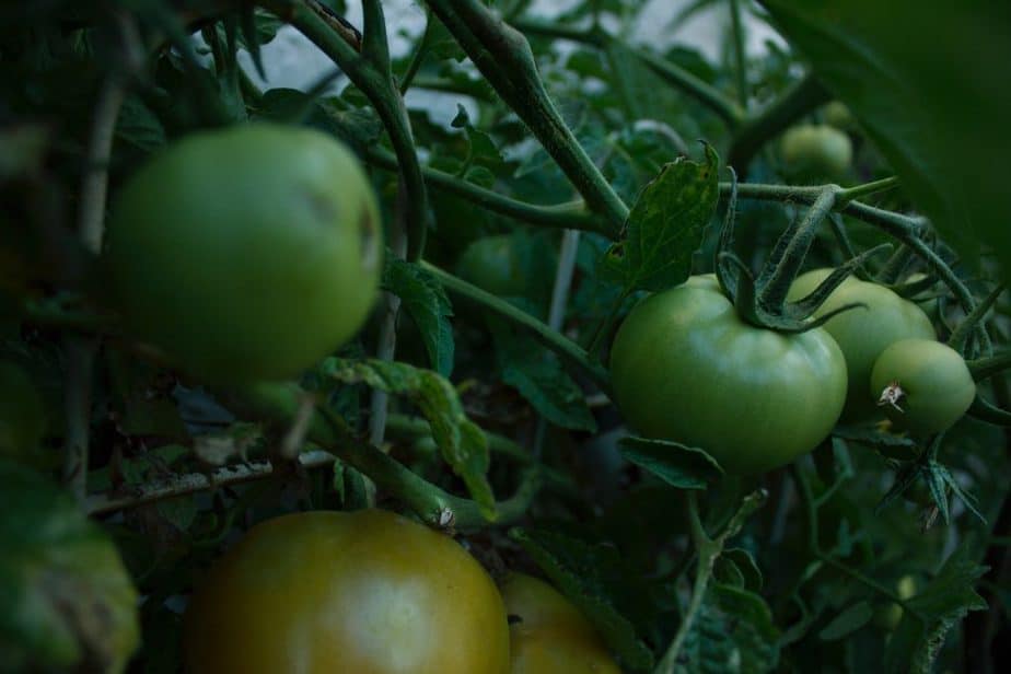 Green tomatoes on a vine