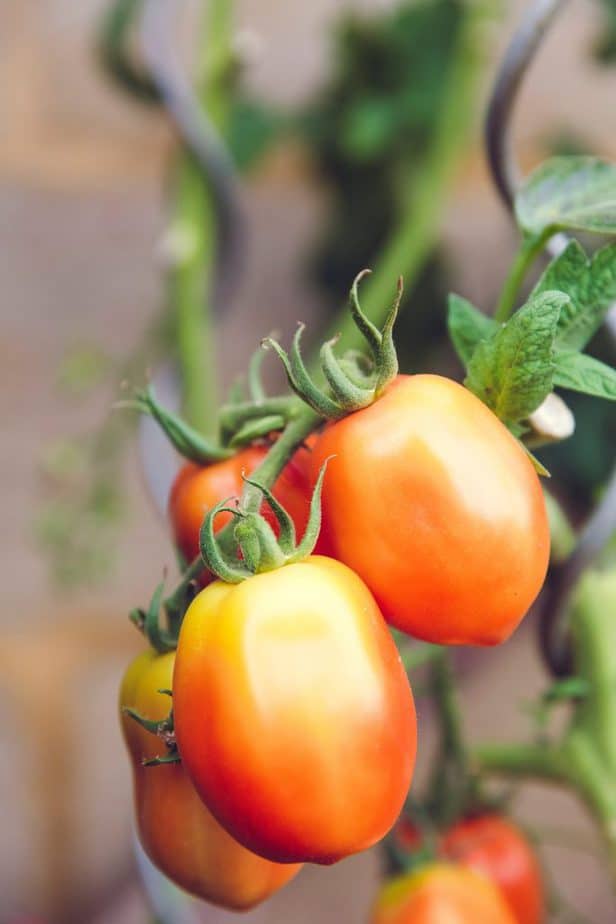 Russian big Roma Tomatoes