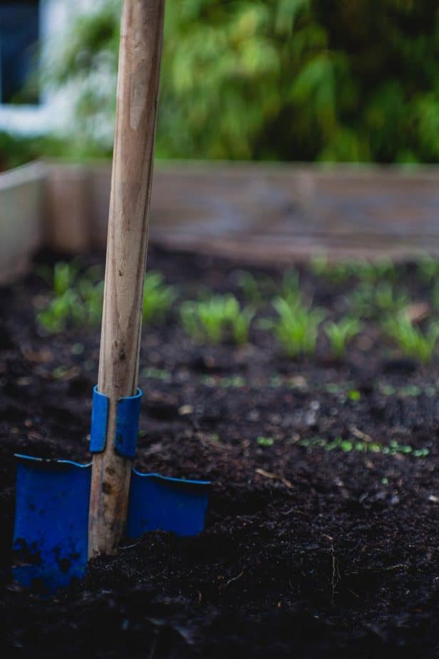 Vegetable Garden